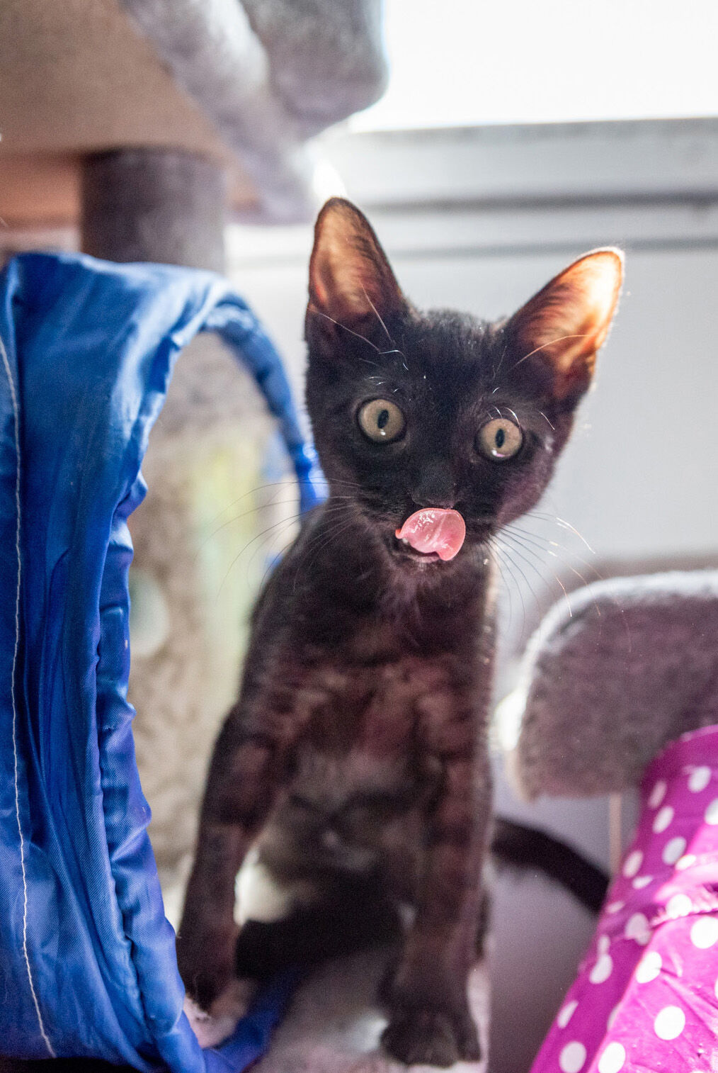 SVanimalshelter-TM-3 lick crop.jpg